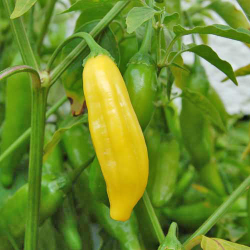 Chili Mürbel