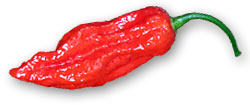 Chili Mürbel